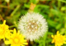 蒲公英多少錢一斤？蒲公英多少錢一克？