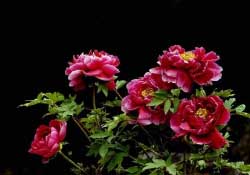 春天牡丹怎么養(yǎng)？春天牡丹怎么種植？