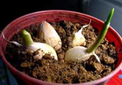 春天大蒜什么時(shí)候澆水？大蒜多久澆一次水？