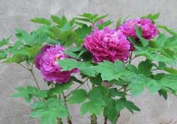 春天栽牡丹能活嗎？春天能種牡丹嗎？