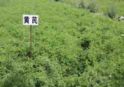 三月份能種什么藥材？春天種什么藥材？