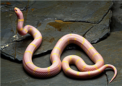 被蛇咬了怎么急救？被蛇咬了怎么辦？