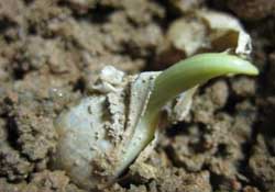 春天可以種大蒜嗎？春天什么時(shí)候種大蒜？