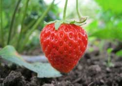 春天能種草莓嗎？春天可以種草莓嗎？