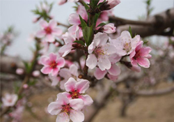 桃花泡酒有什么好處？桃花酒的功效與作用