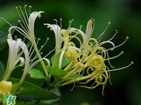 金銀花的功效與作用？金銀花有什么作用？