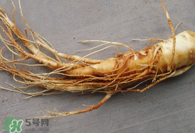 春天可以吃人參嗎？春季能進補人參嗎？