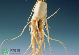 春天可以吃人參嗎？春季能進補人參嗎？