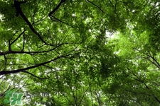 植樹節(jié)可以去哪里種樹？植樹節(jié)可以去哪里植樹？