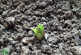 春天能種百合嗎？春天可以種百合嗎？