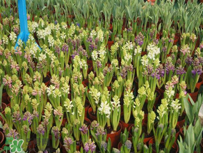 春天能種百合嗎？春天可以種百合嗎？