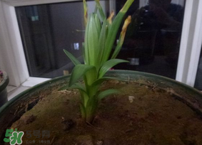 春天能種百合嗎？春天可以種百合嗎？