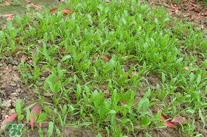 春天能種菠菜嗎？春天怎么種菠菜？