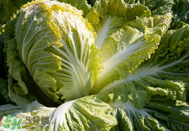 春天能種白菜嗎？春天白菜什么時間種植？