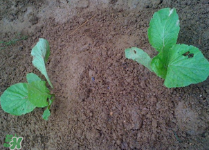 春天能種白菜嗎？春天白菜什么時間種植？