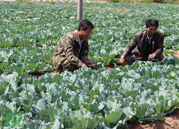 春天能種甘藍嗎？甘藍幾月份種？