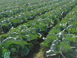 春天能種甘藍嗎？甘藍幾月份種？