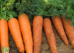 春天能種胡蘿卜嗎？胡蘿卜春天能種嗎？