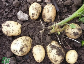 春天什么時候種土豆？春天土豆怎么么種？