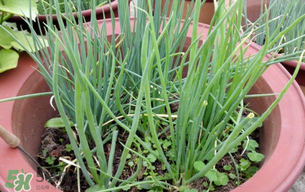 春天種蔥可以嗎？春天什么時候種蔥？