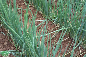 春天種蔥可以嗎？春天什么時候種蔥？