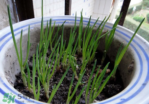 春天種蔥可以嗎？春天什么時候種蔥？
