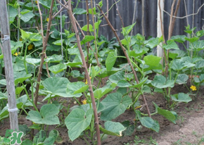 春天什么時(shí)候種黃瓜？黃瓜幾月份種？