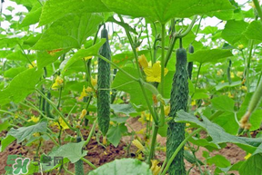 春天什么時(shí)候種黃瓜？黃瓜幾月份種？