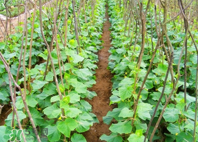 春天什么時(shí)候種黃瓜？黃瓜幾月份種？