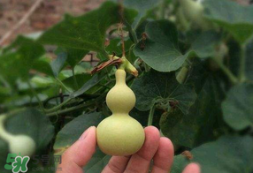 春天什么時(shí)候種葫蘆？葫蘆幾月種最好？