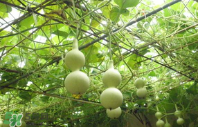 春天什么時(shí)候種葫蘆？葫蘆幾月種最好？