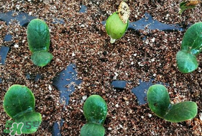 春天什么時(shí)候種葫蘆？葫蘆幾月種最好？