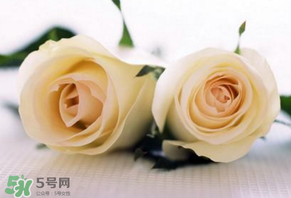 白色情人節(jié)送什么花？白色情人節(jié)送白玫瑰合適嗎？