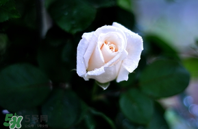 白色情人節(jié)送什么花？白色情人節(jié)送白玫瑰合適嗎？