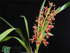 蘭花品種？蘭花有多少品種？