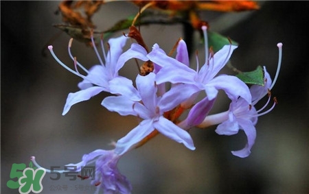 蘭花品種？蘭花有多少品種？