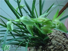 蘭花品種？蘭花有多少品種？