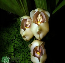 蘭花品種？蘭花有多少品種？