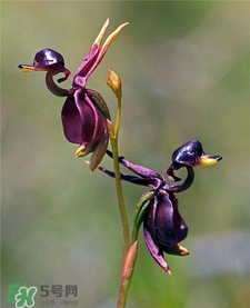 蘭花品種？蘭花有多少品種？