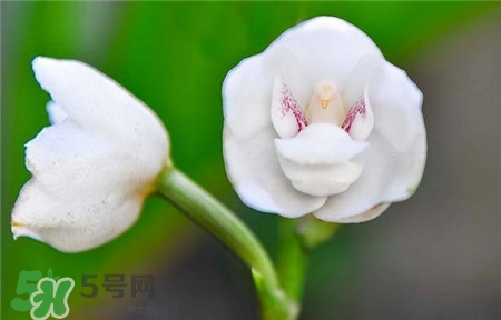 蘭花品種？蘭花有多少品種？