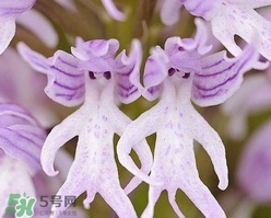 蘭花品種？蘭花有多少品種？