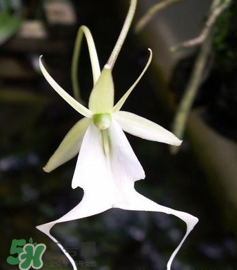 蘭花品種？蘭花有多少品種？