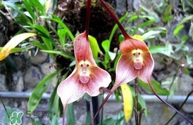 蘭花品種？蘭花有多少品種？