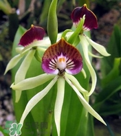 蘭花品種？蘭花有多少品種？