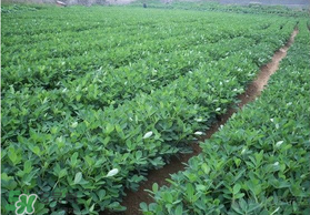 春天能種花生嗎？春天什么時候種花生？