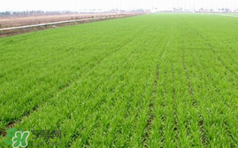 春天能種小麥嗎？小麥春天什么時候澆水？