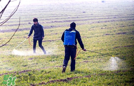 春天能種小麥嗎？小麥春天什么時候澆水？