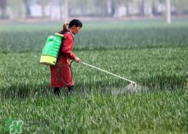 春天能種小麥嗎？小麥春天什么時候澆水？
