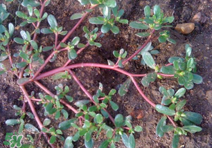 春天吃什么野菜好？春天吃什么野菜降血壓？