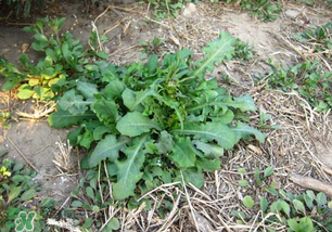 春天吃什么野菜好？春天吃什么野菜降血壓？